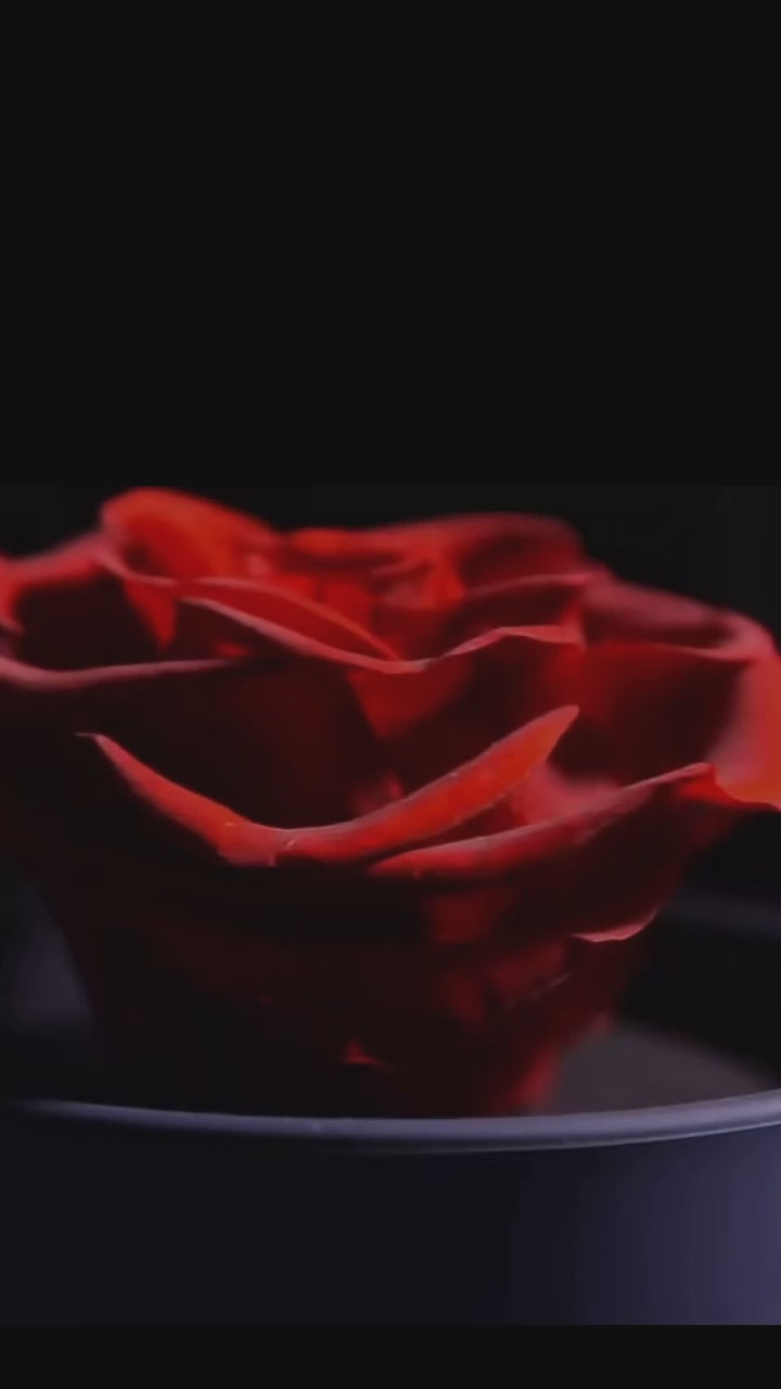 Eternal Rose Jewelry Box for a eternal love